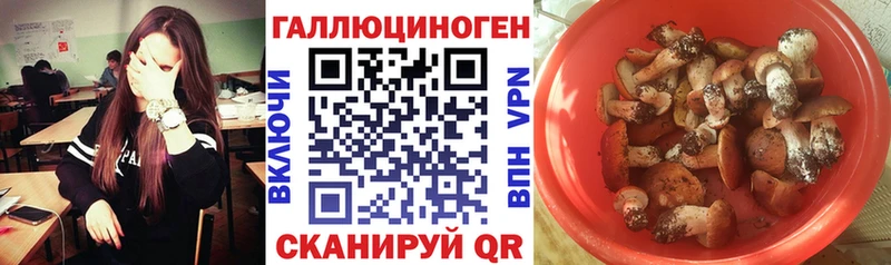 MEGA как войти  Славгород  Псилоцибиновые грибы Psilocybine cubensis 